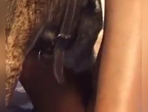 Milf Française et Chien - Vidéos Bestialité