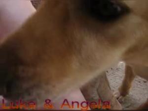 Dog licking passionately - Intense zoophilia video