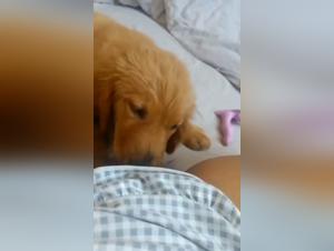 Forbidden meeting: woman and dog