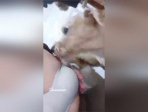 Kennel Lady: A Story of Forbidden Passion