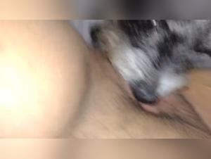 Video di sesso bestiale con il cane