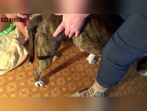 Sex with Dog Video - Hard Zoophilia