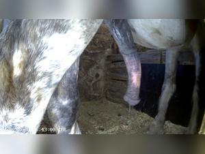 Proud and imposing horse in the stable