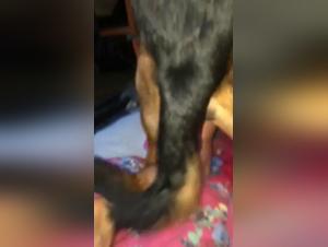 Amateur woman and her dog: a zoophilia video not to be missed