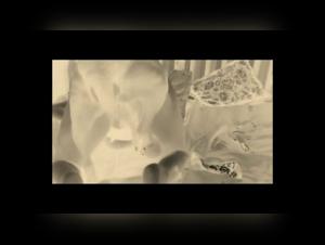 Sally, the dog in love: a zoophilia video not to be missed