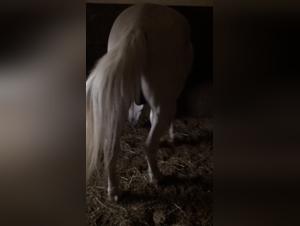 Big Cock Studs: Zoophilia Bestiality Videos