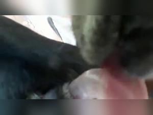 Extreme canine blowjob: a shocking bestiality video