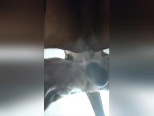 forbidden explorations: dogs & the unknown