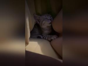 Forbidden Desires: Exploring Dogxxx and Woman