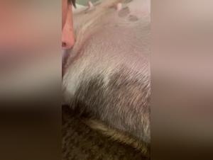 dog lick 4 : dog sex