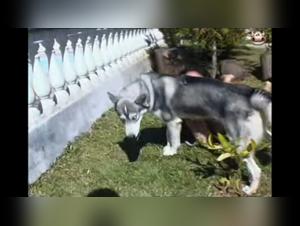 crossing boundaries: the realm of zoophilia videos