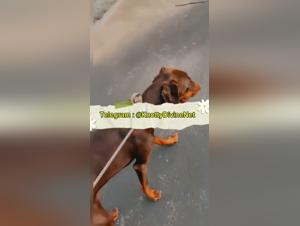 Unleashed Animal Desires