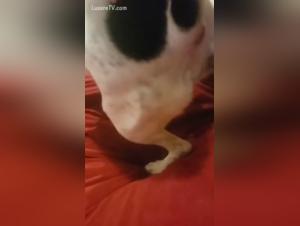 Woman and dog: a shocking bestiality sex video