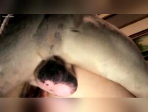 forbidden frontiers: zoosex acts