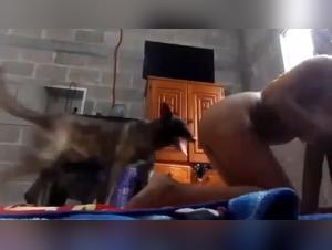 Videos de zoofilia animales con perras sucias y mujeres