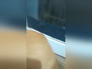 An intense zoophilia experience with a dog