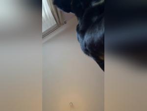 Laetitia and her bestial experience