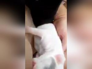 Puppy Breastfeeding: An Extreme Bestiality Sex Experience