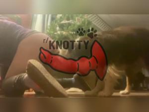 Lesbian Bestiality: The Anal Sodomizing of a Sexy Dog with a Slut