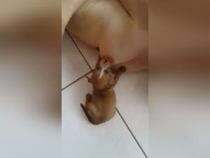 Feeding a puppy: a hardcore zoophilia scene