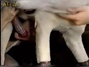 Forbidden Meeting: A Woman and Her Dog