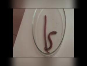 Bestiality: a woman and her dog in a shocking video