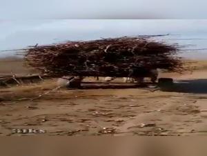 Woman and Horse: An Unexpected Meeting