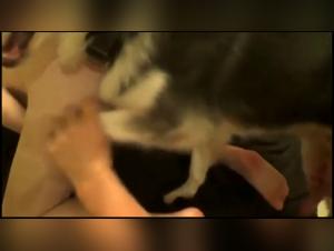 Forbidden Bestiality Content & Sites