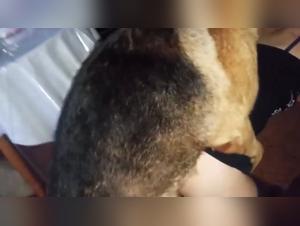 Bestiality Sex Compilation with a Young Czech Couple and a German Shepherd