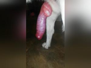 Zoophilic Bestiality: A pornstar Gets Down with Her Dog