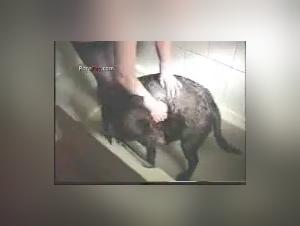 Video of Sex with a Dog