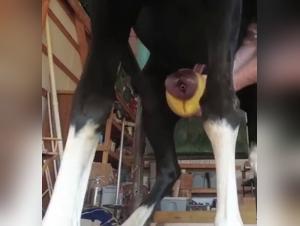 Zoophilia video with a horse