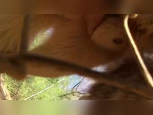 Pushing Boundaries: Extreme Zoophilia