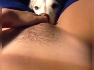Dog sex video