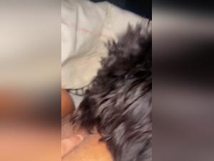 Sex with a dog: an intense zoophilia video