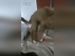 Zoophilia Videos - Sex with Dog
