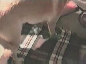 Forbidden Meeting: Woman and Dog