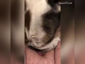 Bestialische und aufregende Begegnung: Eine Frau und ihr vierbeiniger Begleiter