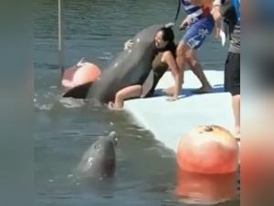 Sex video with a dolphin: a beastly and exciting experience