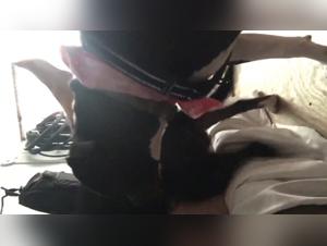 Compilacion definitiva de zoofilia