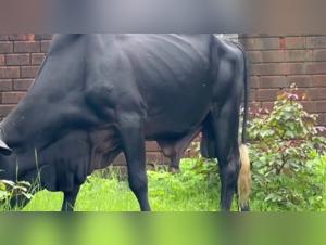 girl and dog zoophilia