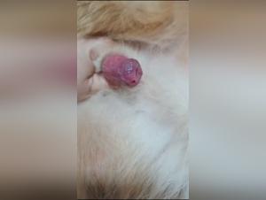 Unveiling Primal Beastly Desires