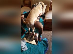 Passionate Encounter: Woman and Dog