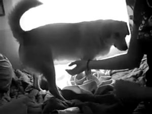 Women and dogs: a beastly encounter