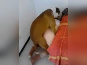 Woman and dog: an intimate and passionate relationship