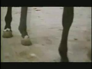 Forbidden Meeting: A Woman and a Horse