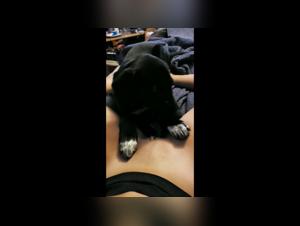 Sexed Cats Video: Dog Sucking Pussy