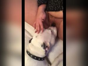 Mature female dog and dog in bestiality video