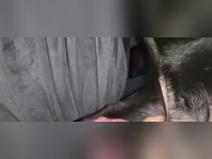 Bestial encounter: a woman and a dog in a shocking video