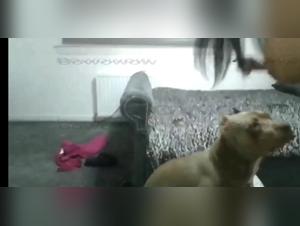 The Sluts and Dogs: A Passionate Zoophotography